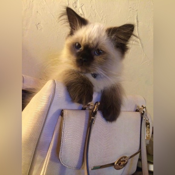 Meet your Posher, Tracy - Picture 2 of 2